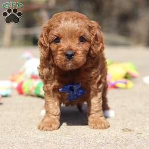 Glen, Cavapoo Puppy